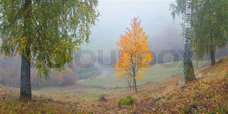 Autumn landscape with a beautiful tree with orange leaves. Panorama in the mountain village, stock photo