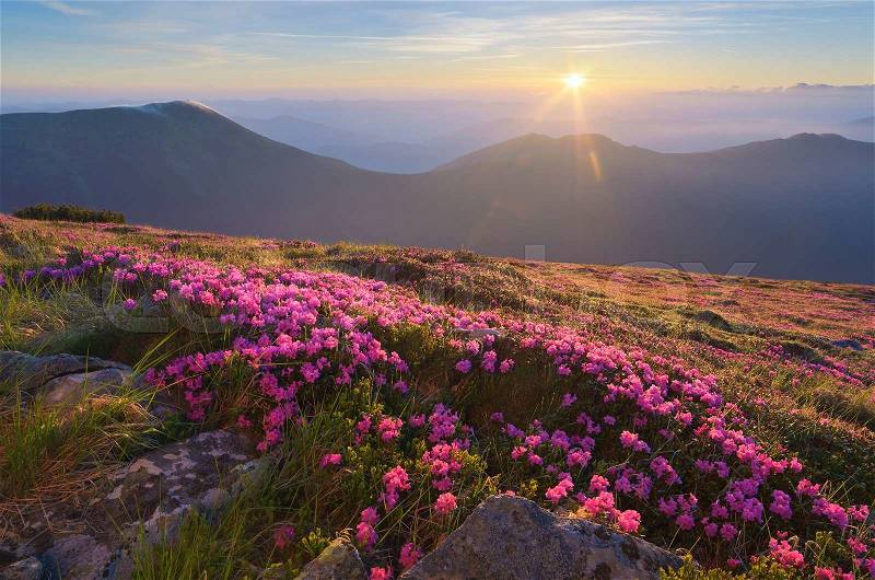 Glade of blossoming rhododendrons. Summer landscape with pink flowers. Beautiful sunrise. Carpathian Mountains, Ukraine, stock photo