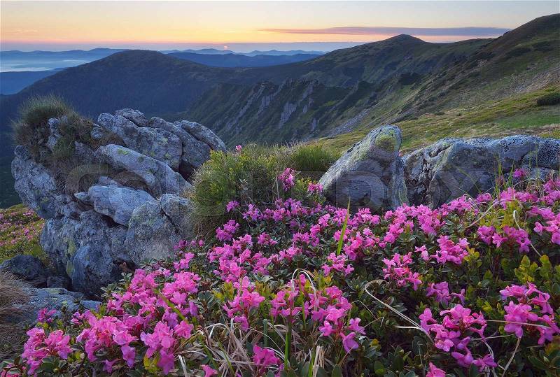 Fabulous sunrise in the mountains. Beautiful summer landscape with flowers of rhododendron. Meadow with red flowers. Carpathian mountains, Ukraine, Europe, stock photo