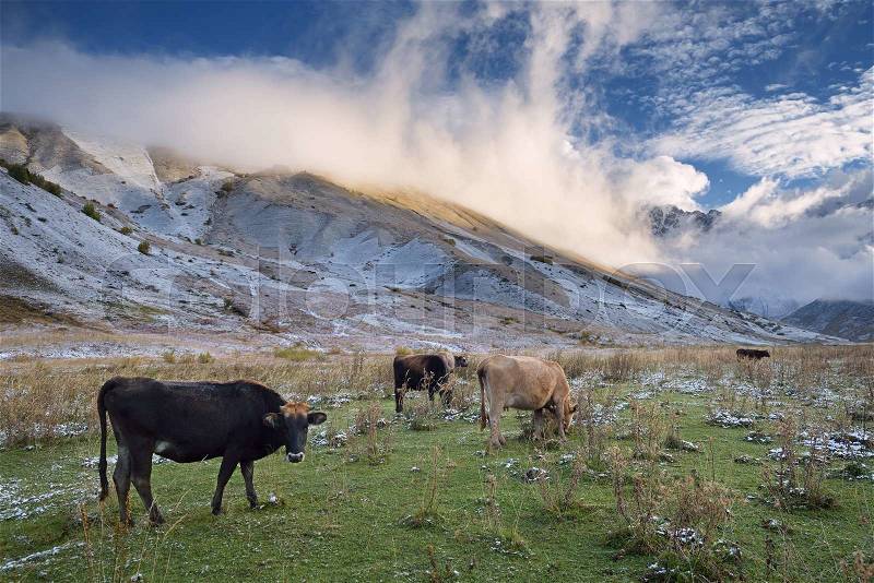 Herd of cows in a pasture in the mountains. Autumn landscape with the first snow. Mountain Shkhara in the clouds. Main Caucasian ridge. Zemo Svaneti, Georgia , stock photo