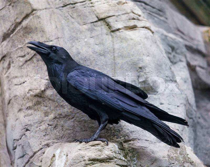 Black Crow. Raven Portrait, stock photo
