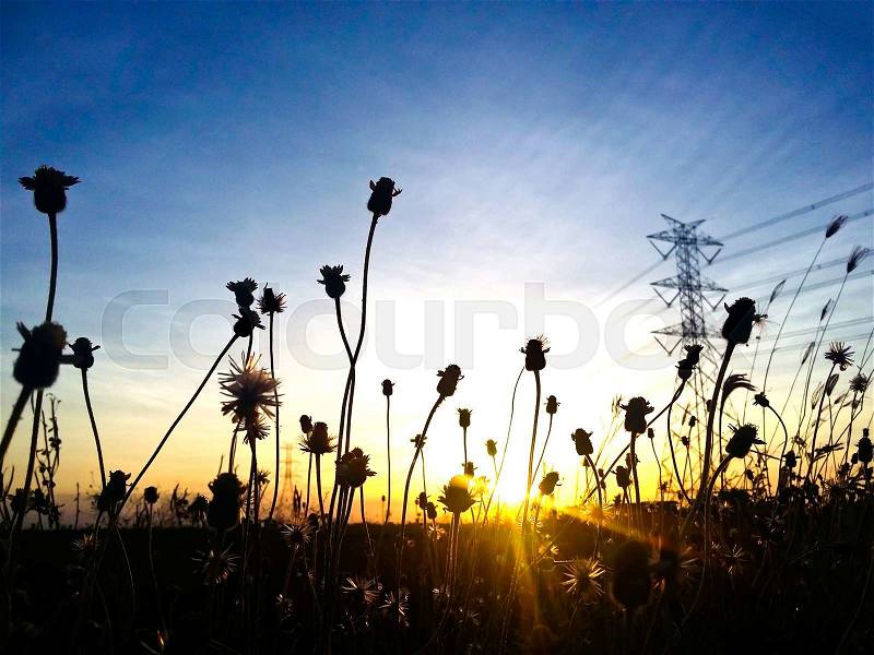 Silhouette flower at sunset with colorful sky, stock photo
