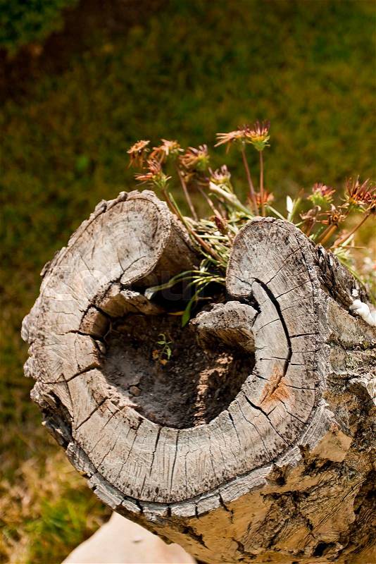 Old cut tree stump in the form, stock photo