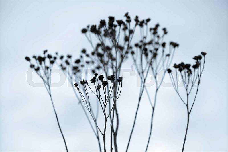 Dry dead flowers silhouettes over blue sky background in winter, stock photo