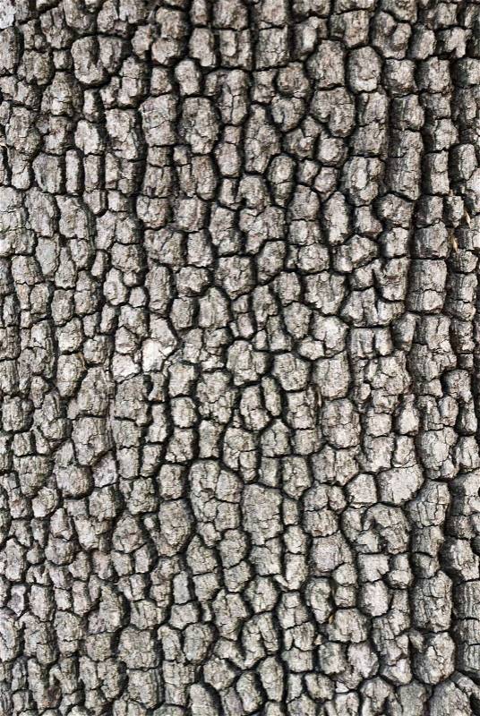 Wooden bark background, stock photo