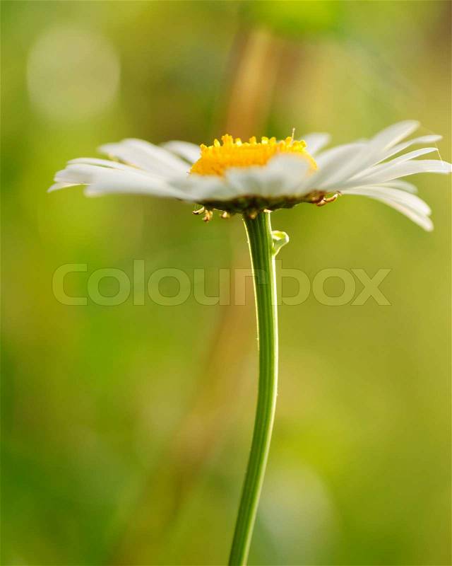One camomile with bokeh on green grass background. Shallow deep of field, selective focus, stock photo