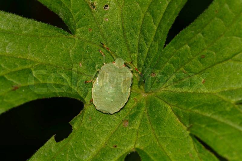 Green shield bug sitting on a green leaf, stock photo