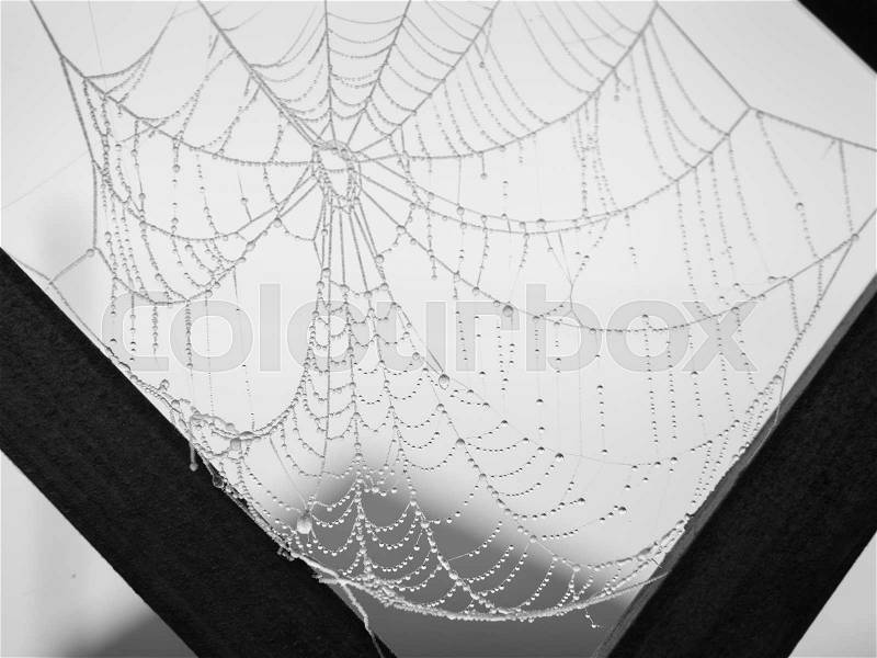 Frozen cobweb covered with hoarfrost closeup monochrome, stock photo
