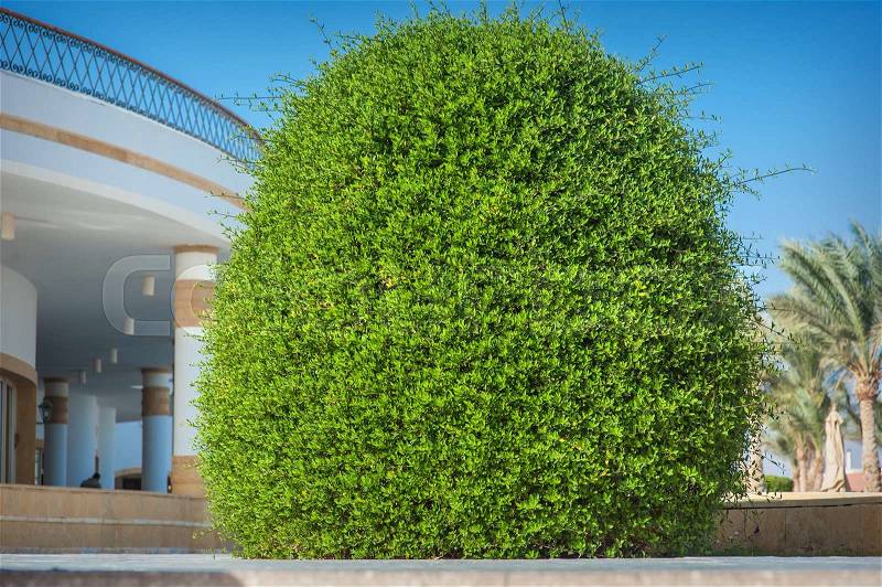 Beautiful ornamental bush on the hotel, stock photo