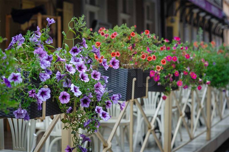 Fence with flowers on Street of Lviv city in summer, stock photo