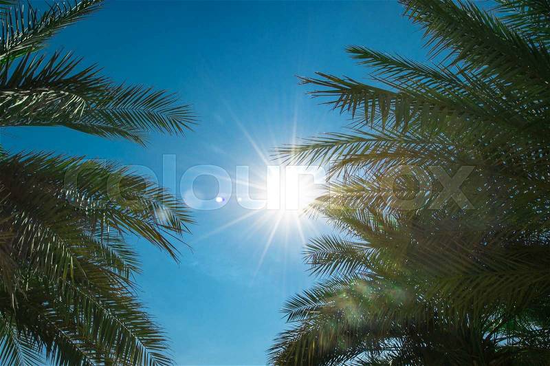 View of the palm leaves and the sun on the clear blue sky, stock photo