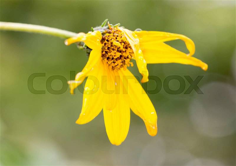Yellow flower in the rain in nature, stock photo
