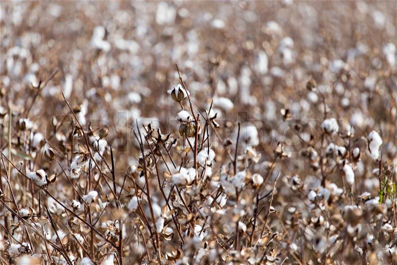 Big cotton buds bloom on a blurred background, stock photo