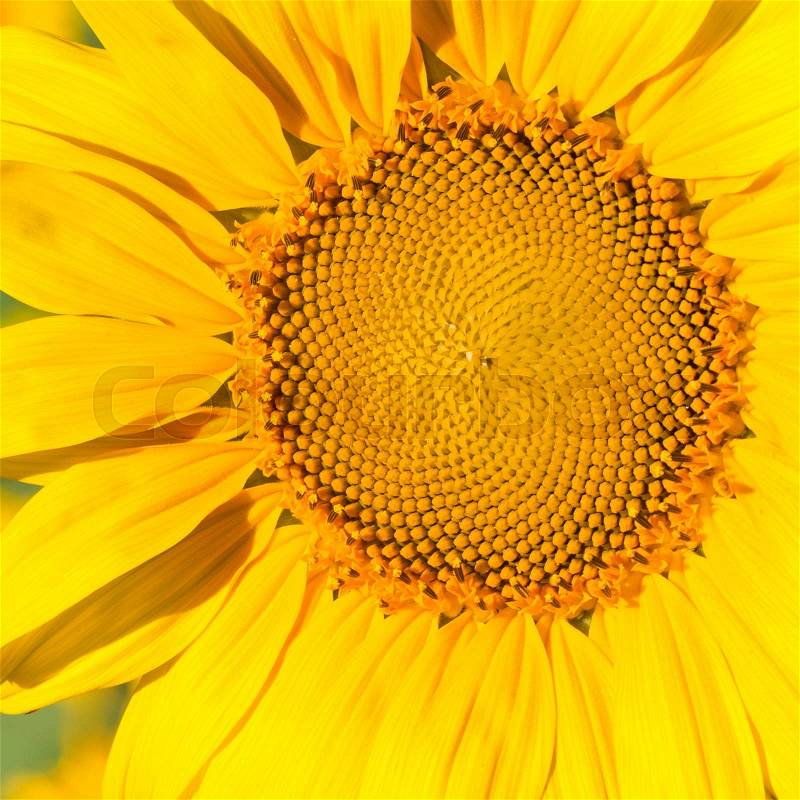 Close-up view of lush sunflower head in the field, stock photo