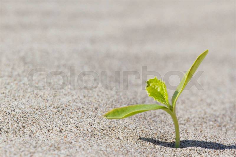 Green plant sprouting in the desert in Sahara. Sprout in the desert. , stock photo