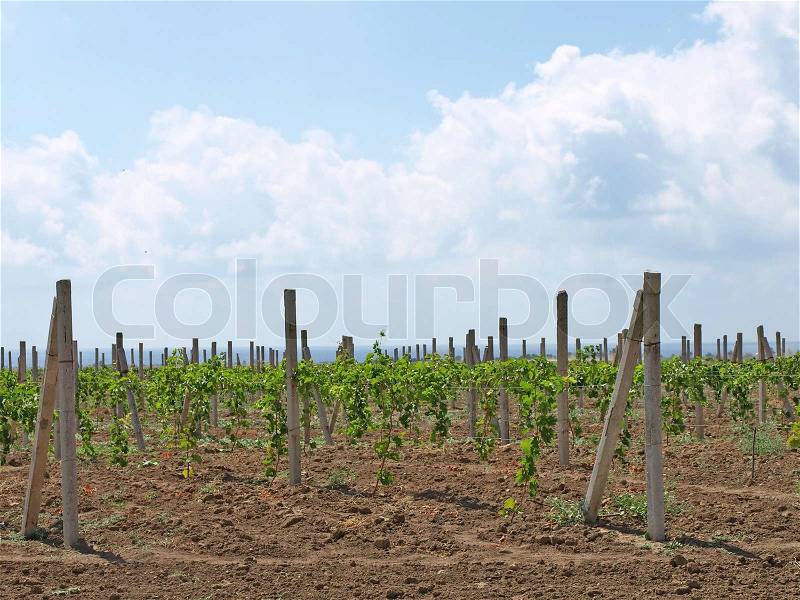Saplings young grapes of the sea and blue sky, stock photo