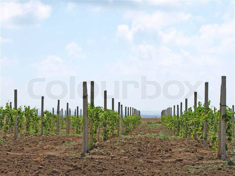 Saplings young grapes of the sea and blue sky, stock photo