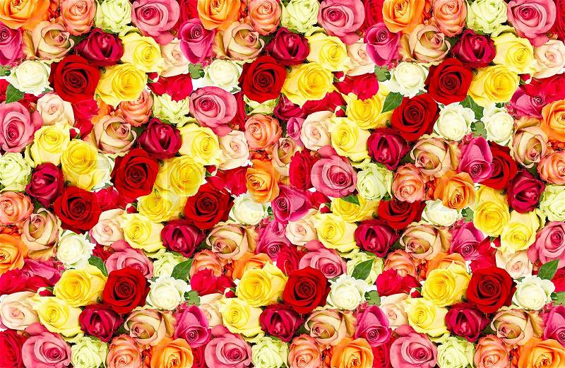 Colorful roses field, stock photo