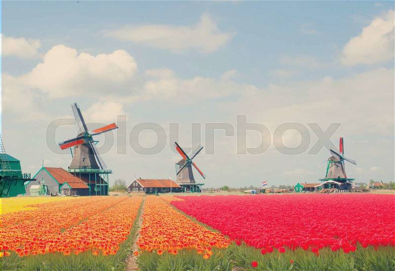 Dutch windmills over tulips field in sunny day, Holland, retro toned, stock photo