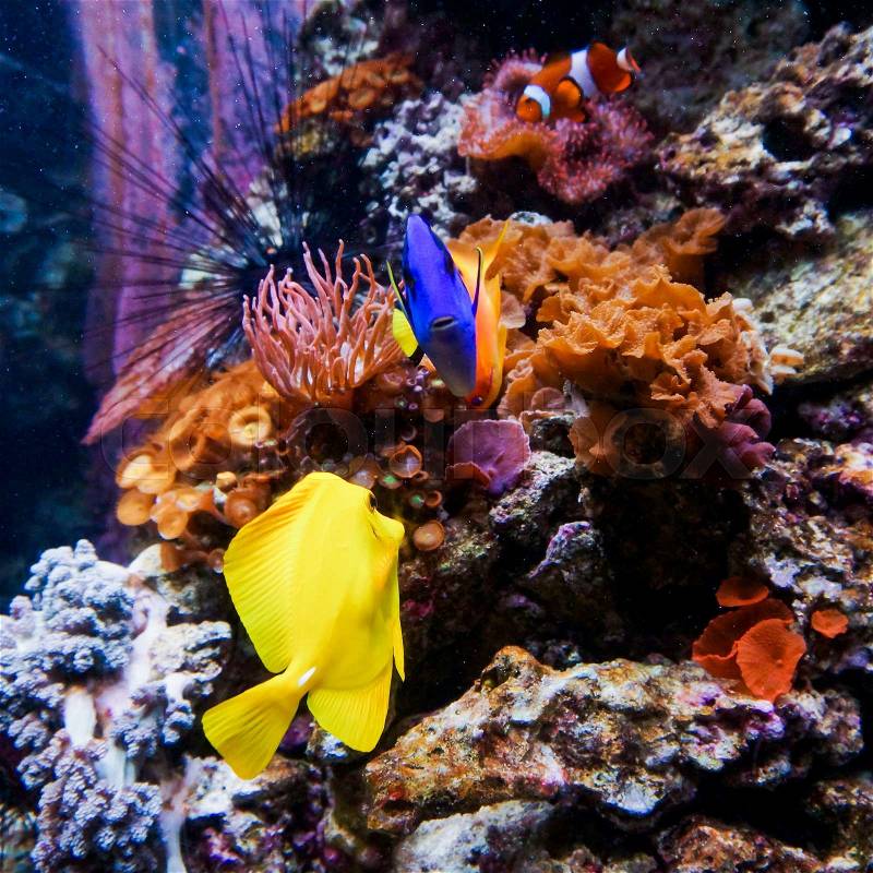 Tropical fishes meet in blue coral reef sea water aquarium. Underwater paradise, stock photo
