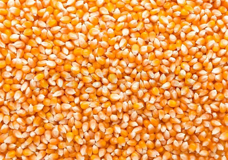 Closeup of maize grains background, stock photo