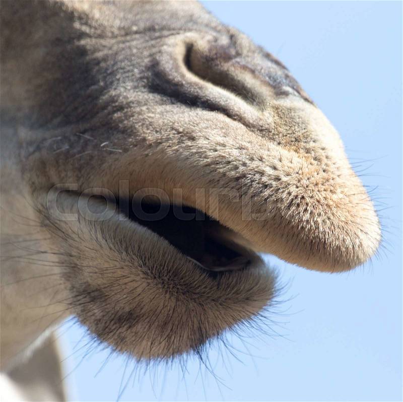 Nose giraffe, stock photo