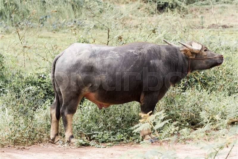 The water buffalo or domestic Asian water buffalo, stock photo