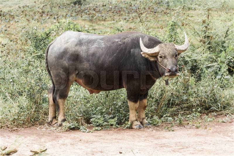 The water buffalo or domestic Asian water buffalo, stock photo