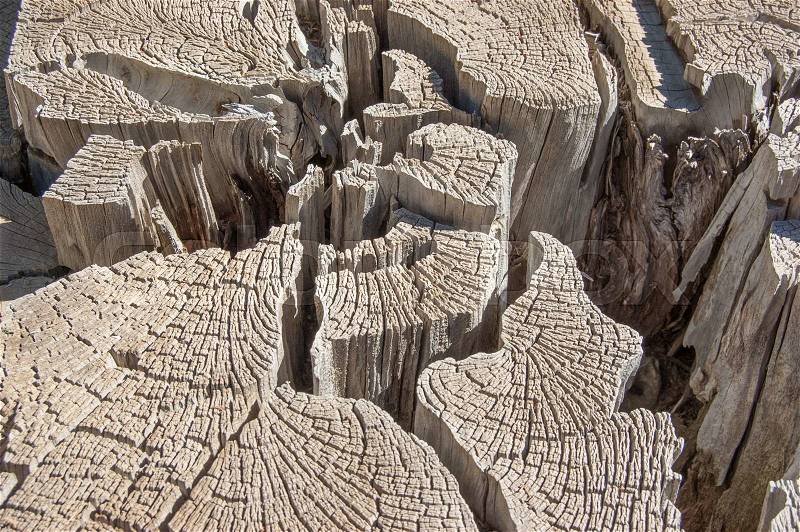 Wood round texture. Cracked juniper. Pine wood background, stock photo