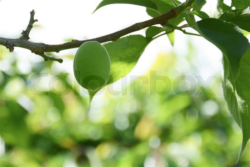 Green sweet peach fruits growing on a peach tree branch, stock photo