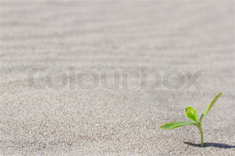 Plant sprouting in the desert in Sahara. Sprout in the desert. , stock photo