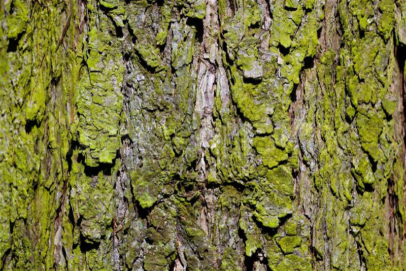 Structured tree bark of a tree in the forest. Background with text space, stock photo