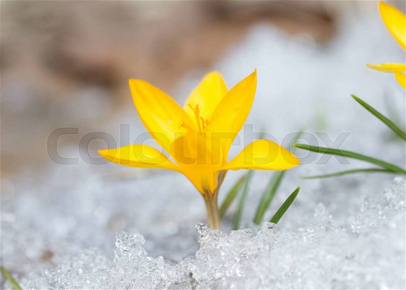 Blossom yellow crocuses on the snow, stock photo