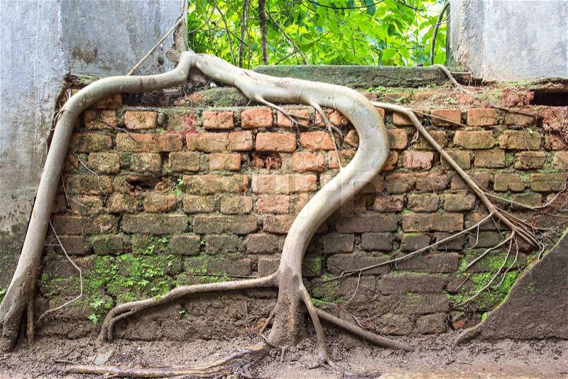 Tree roots overwhelm ancient temple walls, Sangkhlaburi, Kanjanaburi, Thailand, stock photo