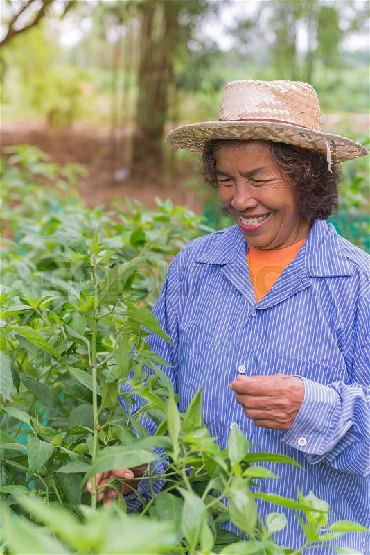 Senior farmer woman with picking chili from vegetable garden, stock photo