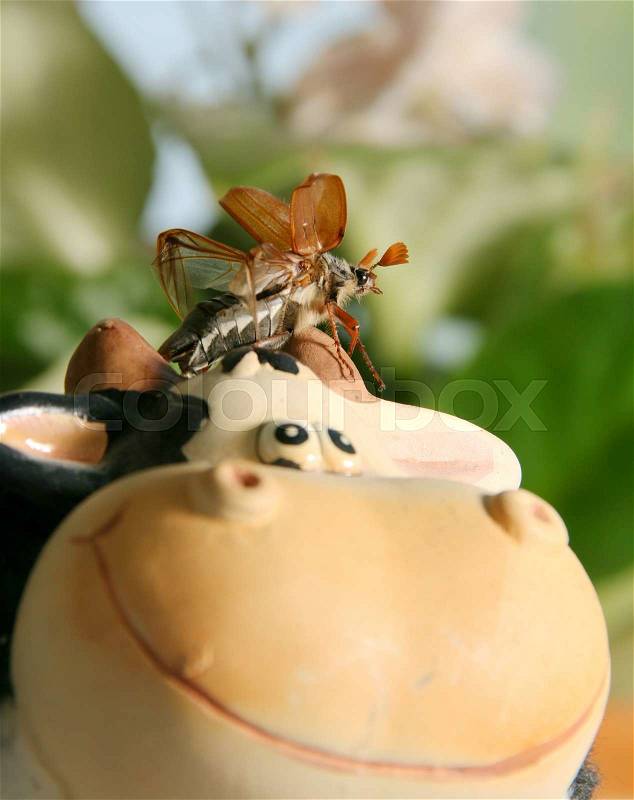 Flying up may beetle on cow toy in garden, stock photo