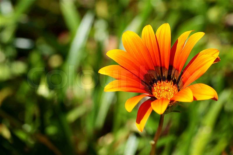 Orange flower under natural conditions with natural illumination, stock photo