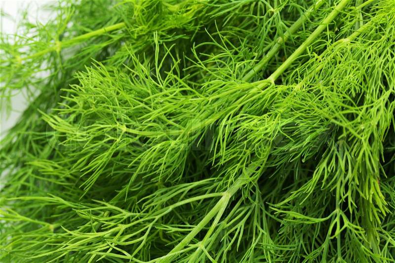 Sprigs of fresh dill weed, stock photo