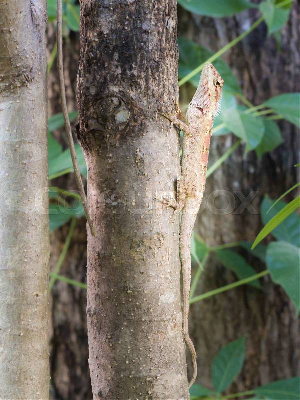 Red brown lizard camouflaged on a tree, stock photo