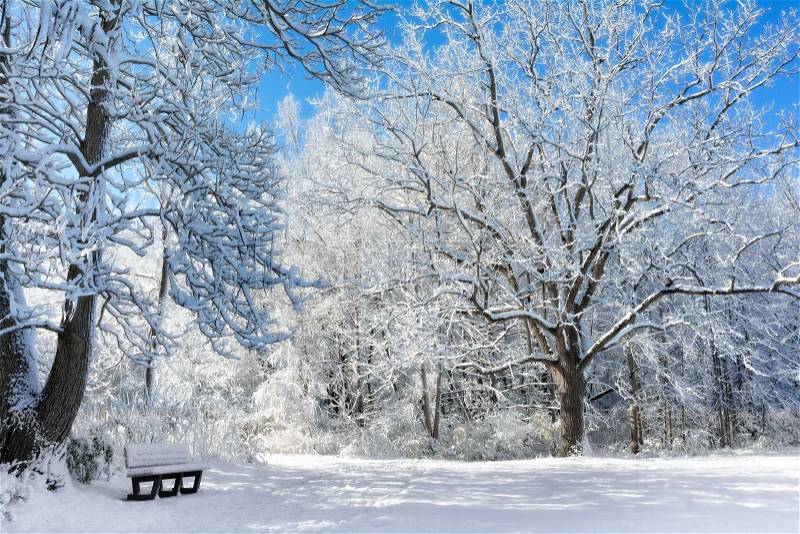 A snowy winter scene along in a park with the snow clinging to the trees, stock photo