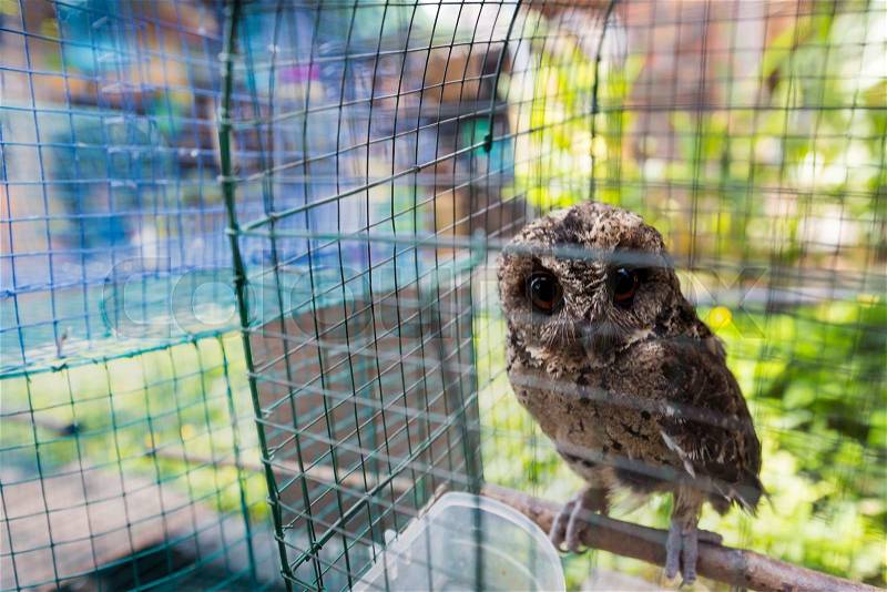 Owls are sitting in cage. Travel photo in local bird market in Indonesia, stock photo