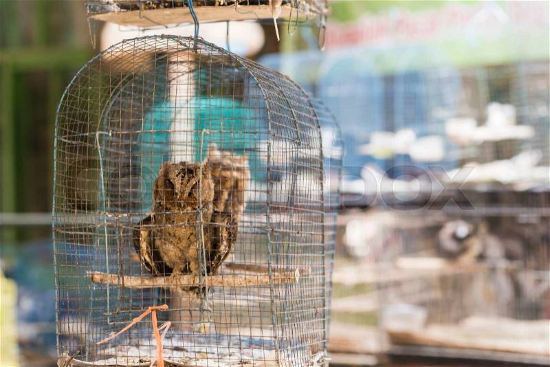 Owls are sitting in cage. Travel photo in local bird market in Indonesia, stock photo