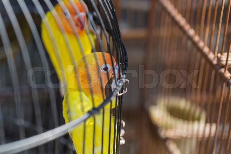 Colorful cages for sale at the bird market in Yogyakarta, Java, Indonesia, stock photo