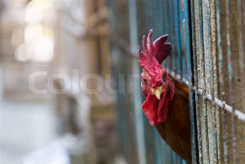 Angry chicken or hen in the cages for sell in the market. Torture animals. Domestic animal businesses for food. Close up. , stock photo