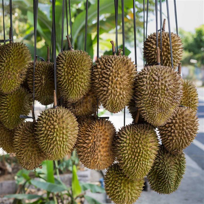 Durian fruits street market stall, Sumatra, Indonesia. Durian regarded by many people in southeast Asia as the \