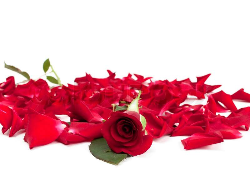 بستااان ورد ملاك الـروح  - صفحة 6 1649869-red-roses-and-rose-petals-on-white-background