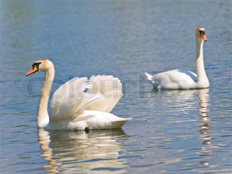 Two white swans swimming at the blue lake in wild nature, stock photo