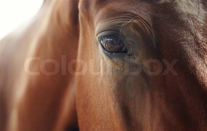 Close-up photo of the brown horse looking to the camera. Natural light and colors, stock photo