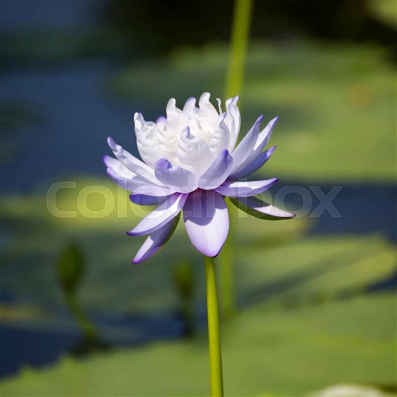 Purple water lilly or lotus on the pond, stock photo