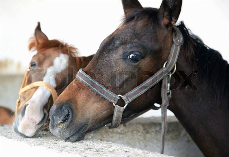 Two horses in love standing in the stable. Middle Asia. Natural light and colors, stock photo